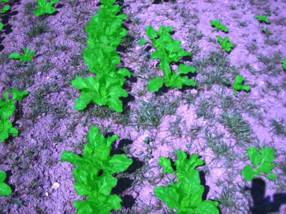 CARRE-KIPLINE-cameraview_sugarbeet-AI-segmented
