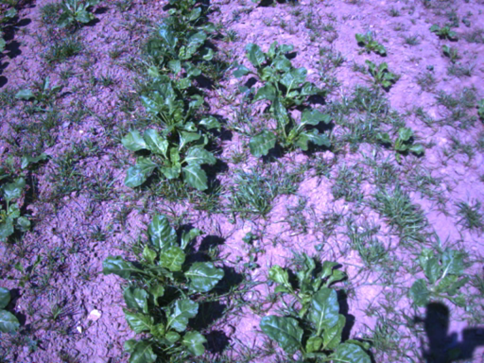 CARRE-KIPLINE-cameraview_sugarbeet