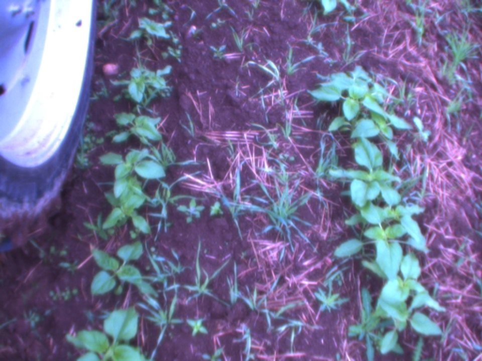 CARRE-KIPLINE-cameraview_Sunflower