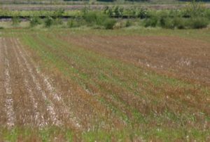 Volunteer_wheat_field