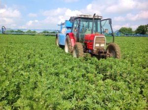 Ackerbohnen_Flensburg_Seedaerator_15.6.2016