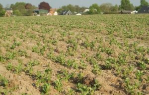 Ackerbohnen Flensburg_Seedaerator_18.5.2016