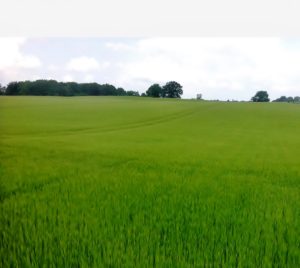Sommergerste Flensburg_Seedaerator_Stand 15.6.2016