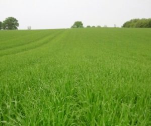 Sommergerste Flensburg_Seedaerator Stand 22.5.2016