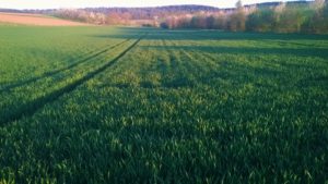 Winterweizen Gemmingen (D) Stand 19.4.2016
